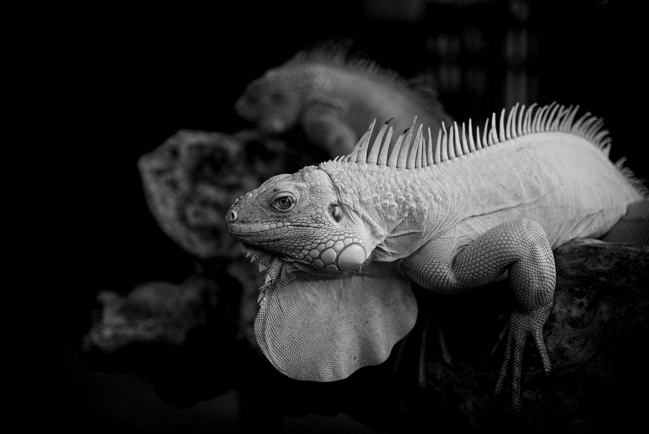 zaimの使い方を初心者が知るためのポイントは？