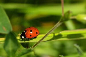ポイント二重取りを活用するための効果的な方法は？