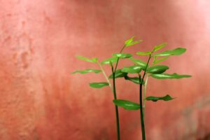 ポイ活で実現する節約方法とは？