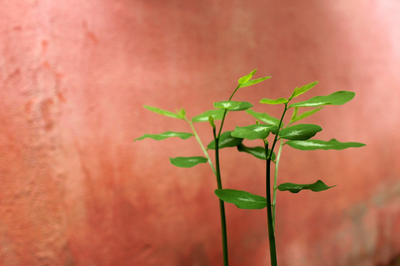 ポイ活で実現する節約方法とは？